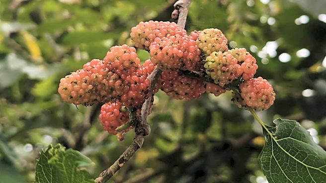What To Do If You Find A White Mulberry Tree In Your Yard