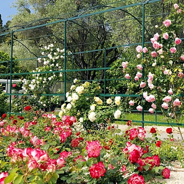 The Award-Winning, Disease-Resistant Rose That Grows Happily As A Shrub Or Climber