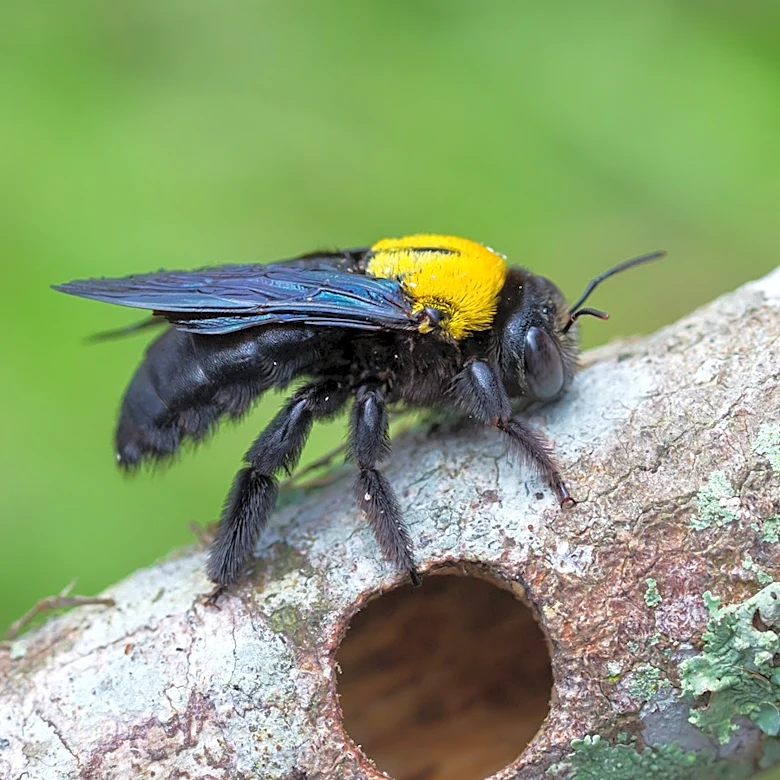 How To Repel Carpenter Bees Using Herbs They Can't Stand