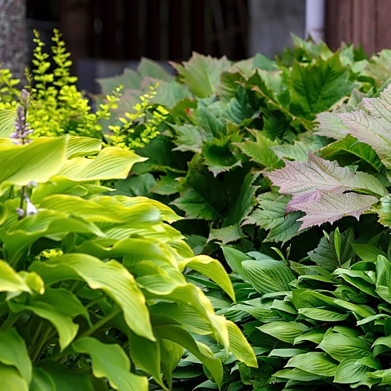 Attract Butterflies And Other Pollinators With A Hosta Companion They Can't Resist