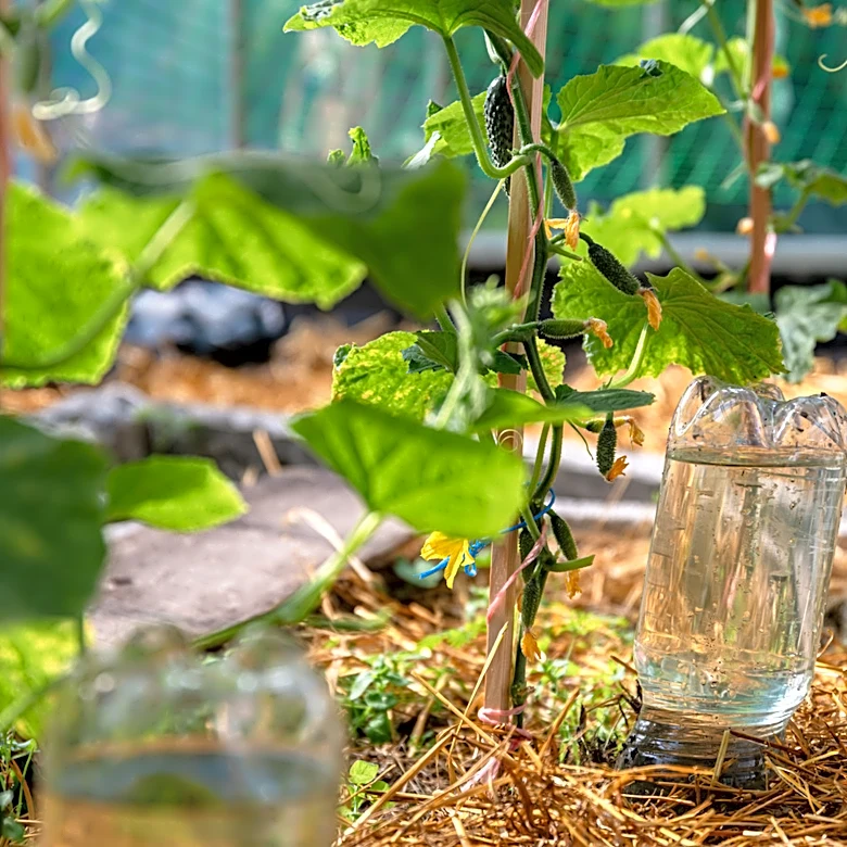 'A Terrible Idea' — One Gardener's Tip For Planting Cucumbers That Isn't Worth It