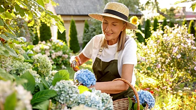 Plant This Hydrangea Lookalike For More Butterflies, Pollinators, And Shade In Your Yard