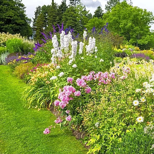 The Popular Low-Maintenance Flower You'll Never Need To Deadhead