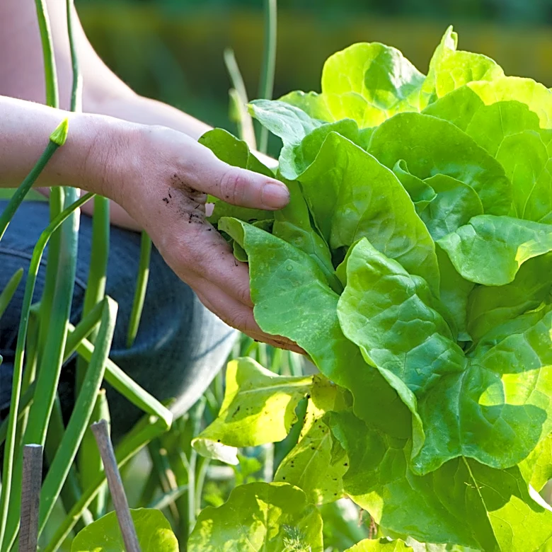 Not Just Fertilizer: The Companion Plant That Can Help Your Lettuce Garden Thrive
