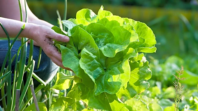 Not Just Fertilizer: The Companion Plant That Can Help Your Lettuce Garden Thrive