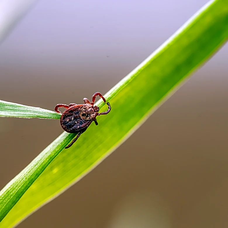 Say Goodbye To Ticks: Consumer Reports Named The Best Insect Repellents & One Came Out On Top