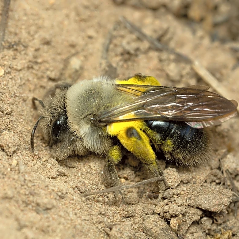 Turn An Old Nursery Pot Into A Safe Sanctuary For Ground-Nesting Bees