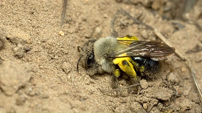 Turn An Old Nursery Pot Into A Safe Sanctuary For Ground-Nesting Bees