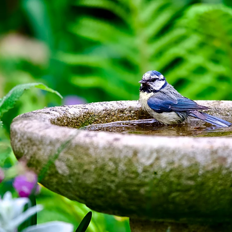 Bye Classic Bird Baths: This DIY Rock Feature Adds A Splash Of Magic To Any Yard