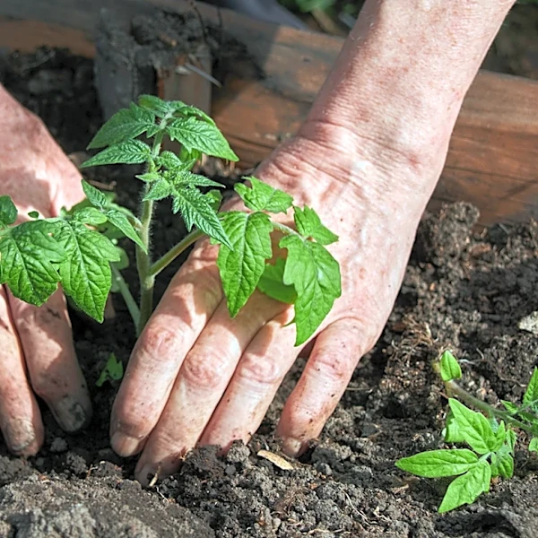 The Perfect Time To Transplant Tomato Seedlings For A Flourishing Harvest