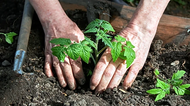 The Perfect Time To Transplant Tomato Seedlings For A Flourishing Harvest