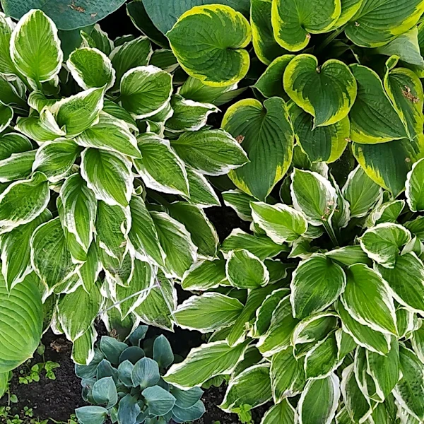 The Hosta Companion Plant That Deer Are Unlikely To Snack On