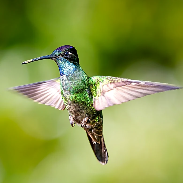 Not Phlox, Not Coral Bells: The Plant That Loves Shade And Attracts Summer Hummingbirds