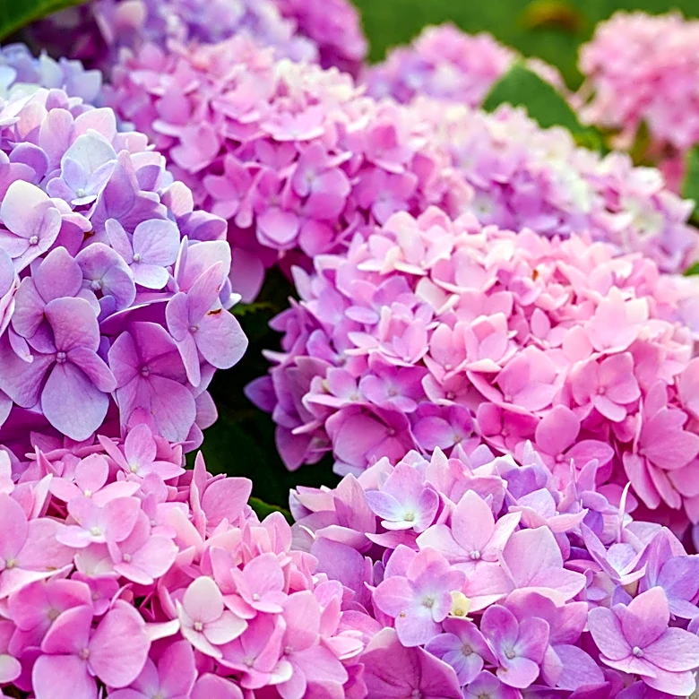 Easily Transplant Your Hydrangeas With The Help Of An Affordable Fabric