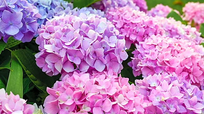 Easily Transplant Your Hydrangeas With The Help Of An Affordable Fabric