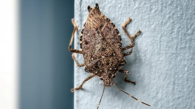 Not Chemicals: Get Rid Of Stink Bugs With A Natural Oil They Can't Stand