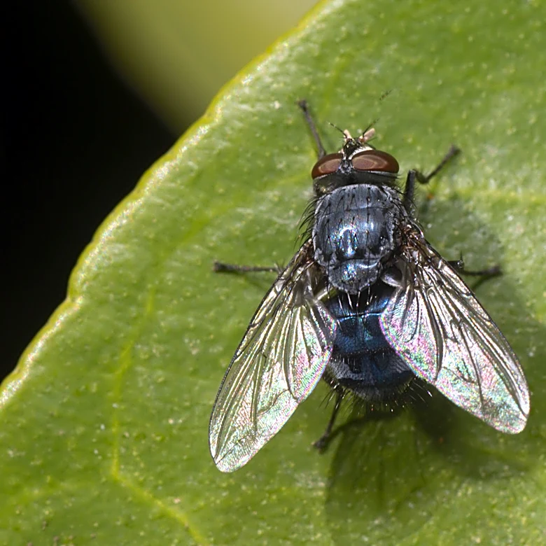 Flies Hate Herbs: Plant This Easy Perennial One To Banish Them