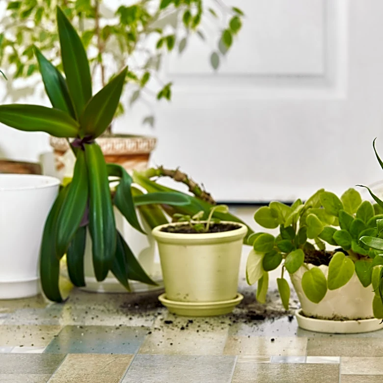 Woman Uses An Old Bakers Rack To Create A Functional Plant Shelf On A Budget