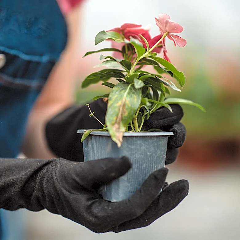 Transform An Old Nursery Pot Into A Helpful Propagation Tool