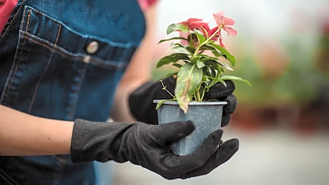 Transform An Old Nursery Pot Into A Helpful Propagation Tool