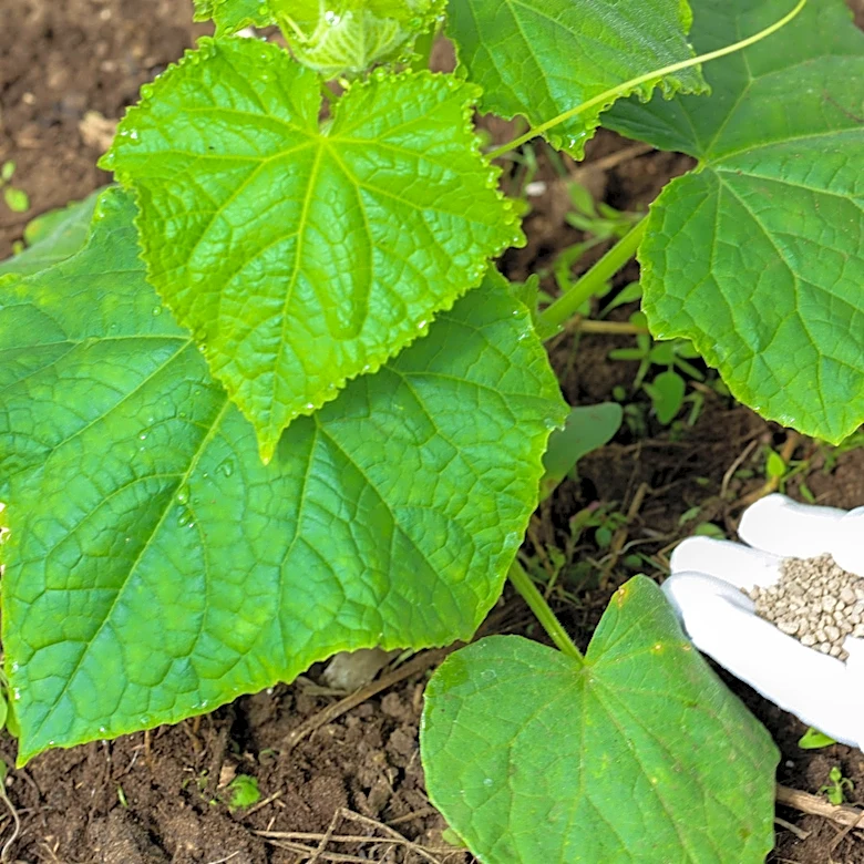 Give Cucumber Plants A Major Nutrient Boost With A Natural Fertilizer