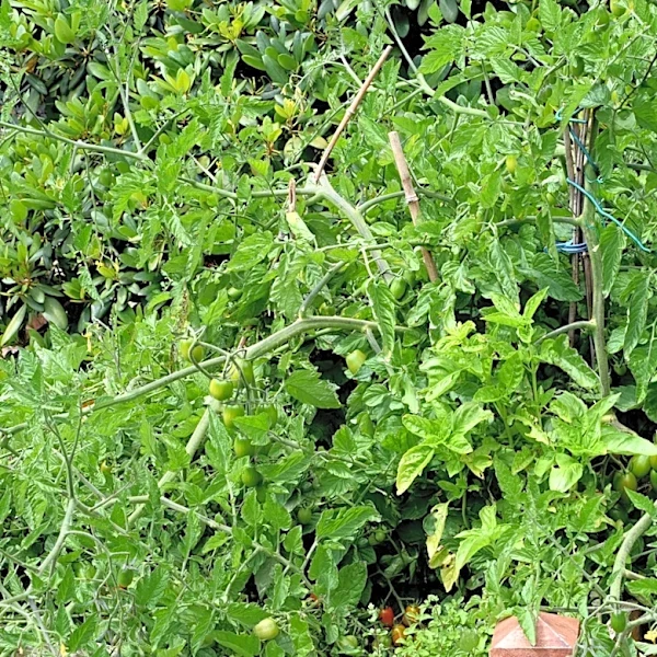 Ditch Traditional Tomato Cages For A More Durable Alternative That Makes Garden Tasks Easier