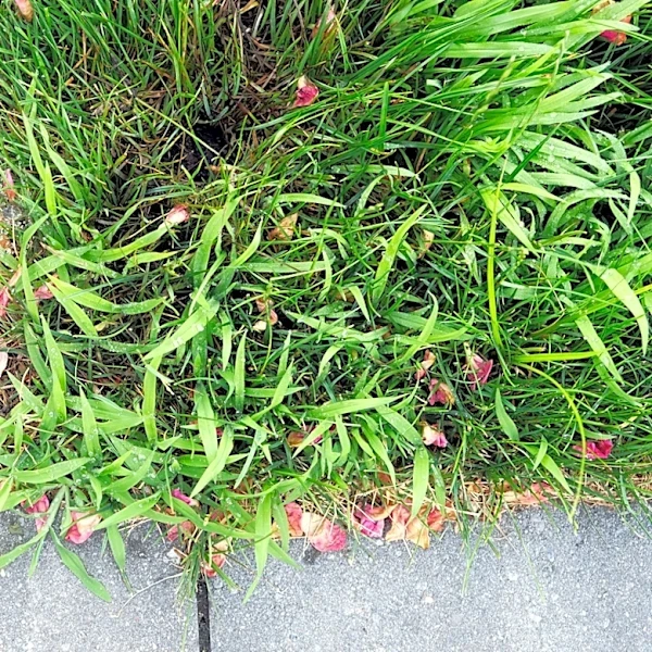 The Weed-Resistant Ground Cover That Adds Interest To Driveway Borders & In Between Pavers