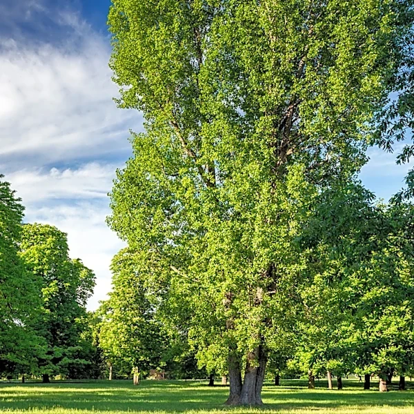 Not Redwood, Not Bradford Pear: The Evergreen Tree You Should Never Plant In Your Yard