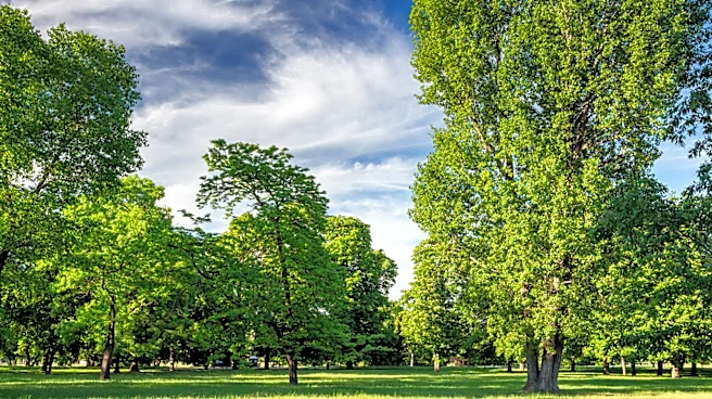 Not Redwood, Not Bradford Pear: The Evergreen Tree You Should Never Plant In Your Yard