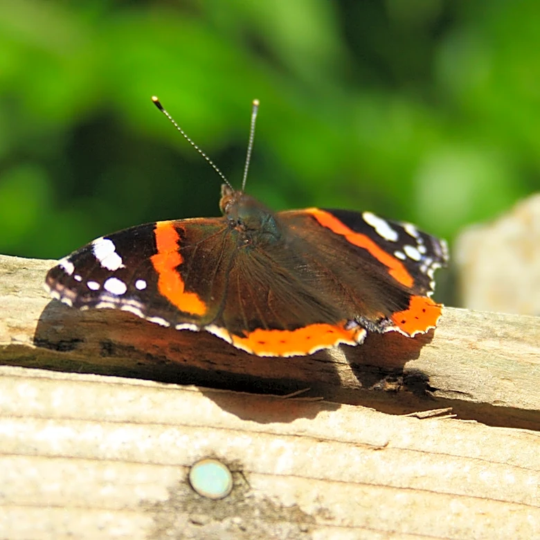 The Sandy-Soil Flower That Attracts Butterflies All Summer & Fall Long