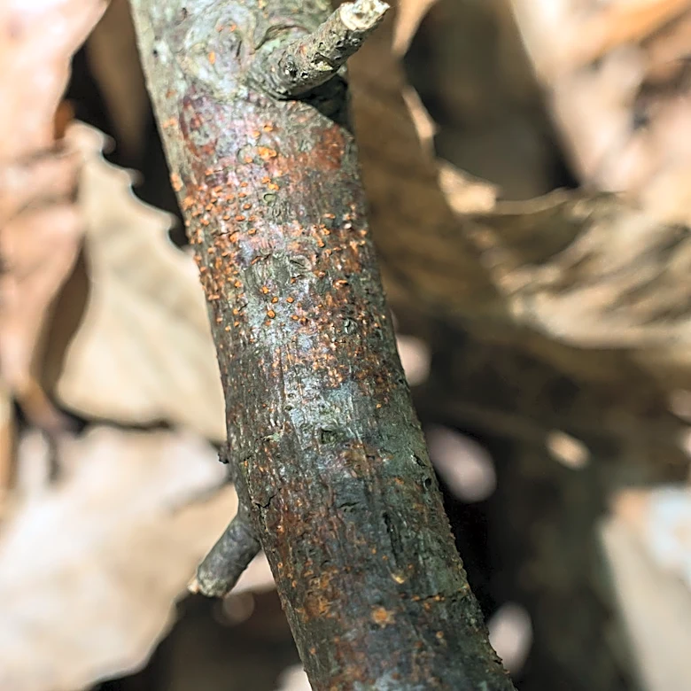 What To Do If You Find Orange Gashes In Your Tree Bark