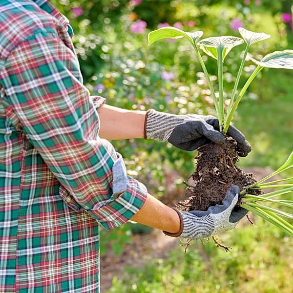 How To Fertilize Transplanted Hostas To Boost Root Growth