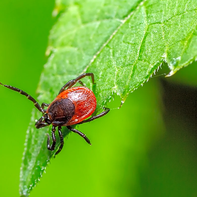 Ditch Pesticides: There's A Beautiful Berry Bush That Can Help Deter Ticks