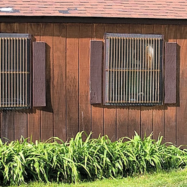 What To Do If You Find A Bear Den In Your Yard