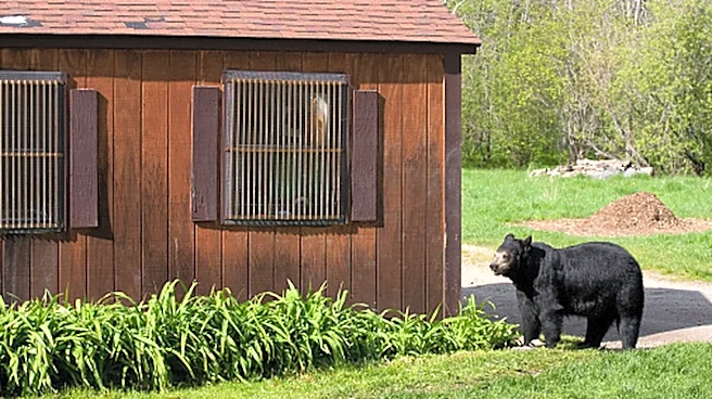 What To Do If You Find A Bear Den In Your Yard