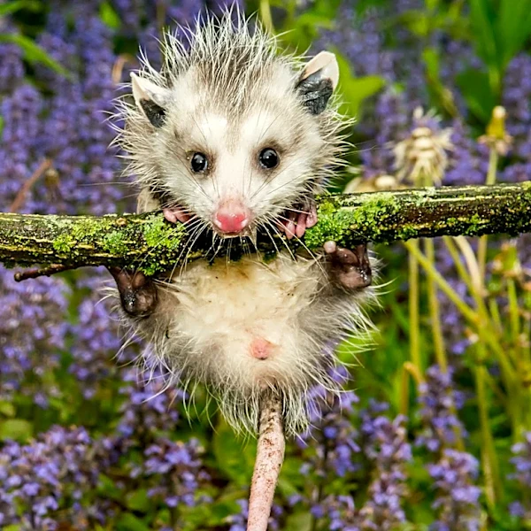 The First Thing You Need To Do With The Dead Opossum In Your Yard