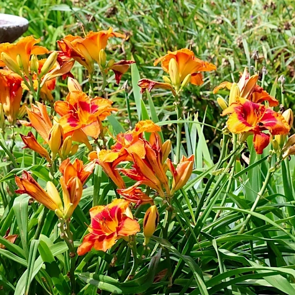 How To Deadhead Daylilies For Nonstop Blooms