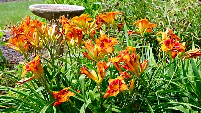 How To Deadhead Daylilies For Nonstop Blooms