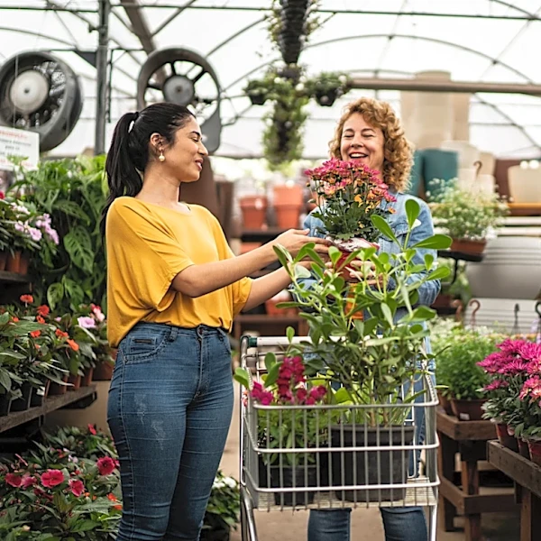 Not Hoya, Not Gardenia: This Fragrant Plant Brings A Tropical Touch Inside With An Easy Hack
