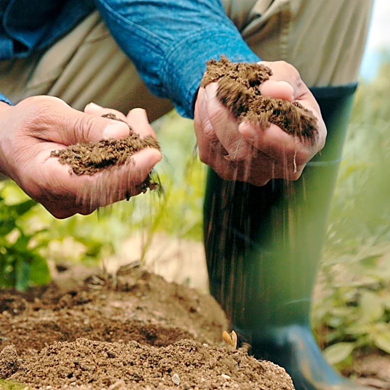 The Drought-Tolerant Ground Cover That Can Tolerate Poor Soil Conditions