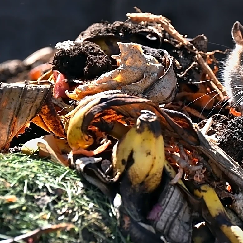 What To Do If You Find Rats In Your Compost Bin