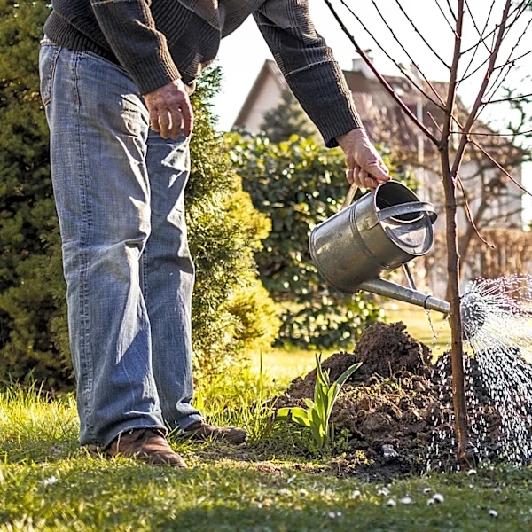 Not Eastern Redbud Nor Cherry: The Fast-Growing Shade Tree For Privacy