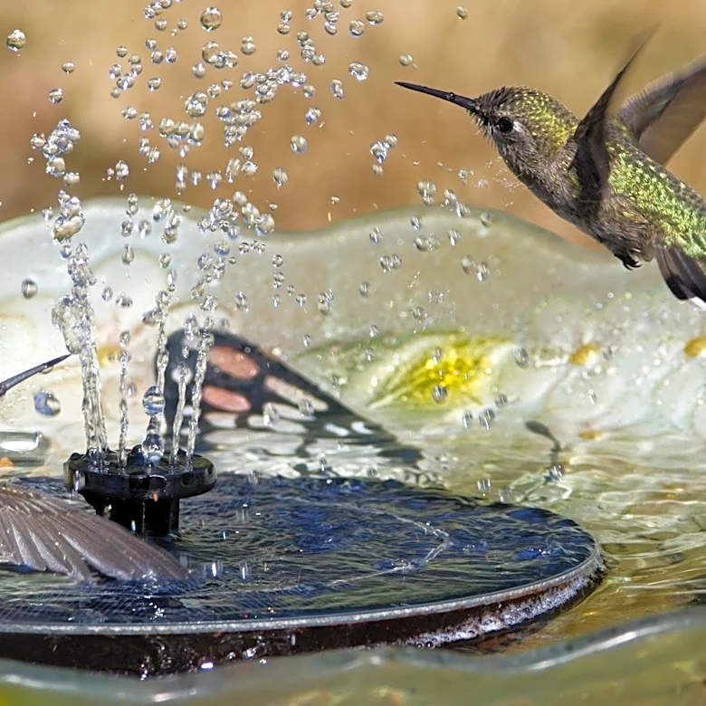 Turn A Kiddie Pool Into An Epic Bird Bath To Attract More Birds