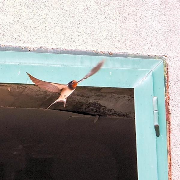 What Do I Do If Birds Are Attacking My Windows?