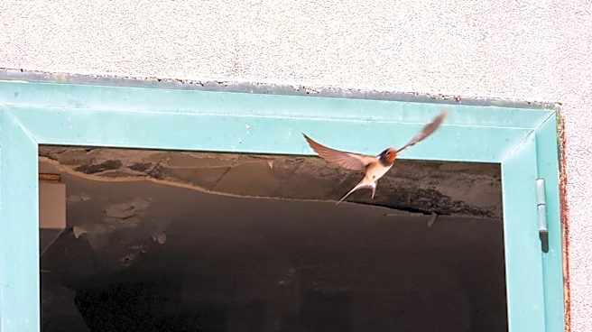 What Do I Do If Birds Are Attacking My Windows?