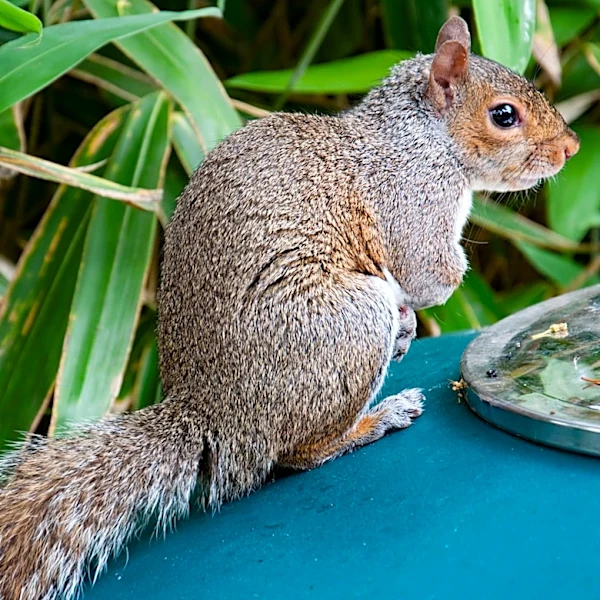 What To Do If You Find Squirrels In Your Compost Bin