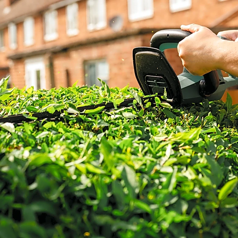 Grow This Delicate Tree To Add Backyard Privacy Without Dense Hedges