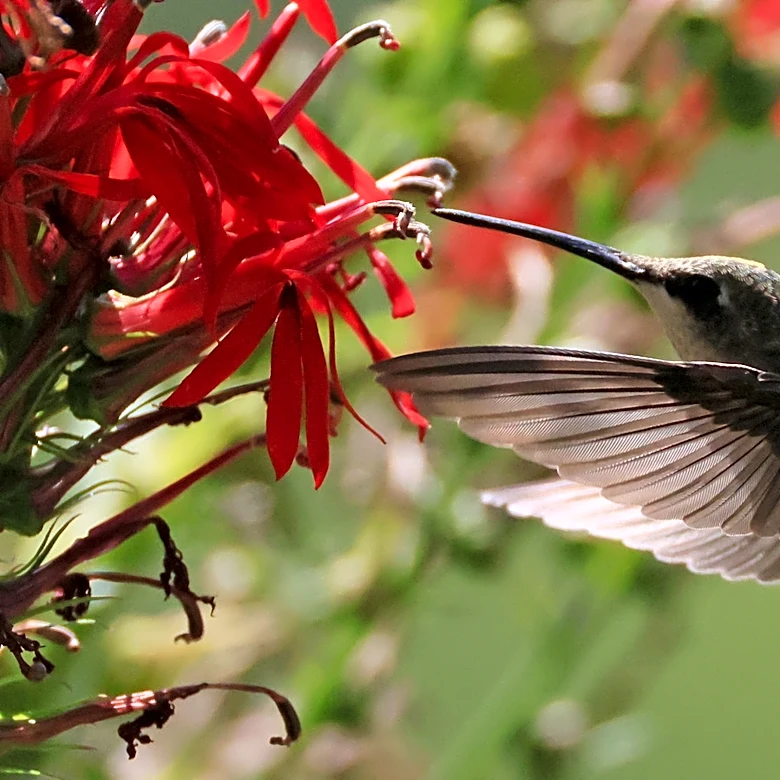 Not Honeysuckle, Not Petunias: The Hanging Basket Flower Hummingbirds Can't Resist