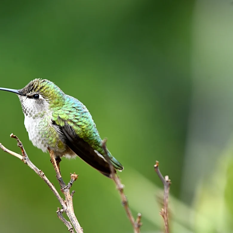 The Low-Maintenance Vine That Attracts Hummingbirds To Your Yard All Summer & Fall Long