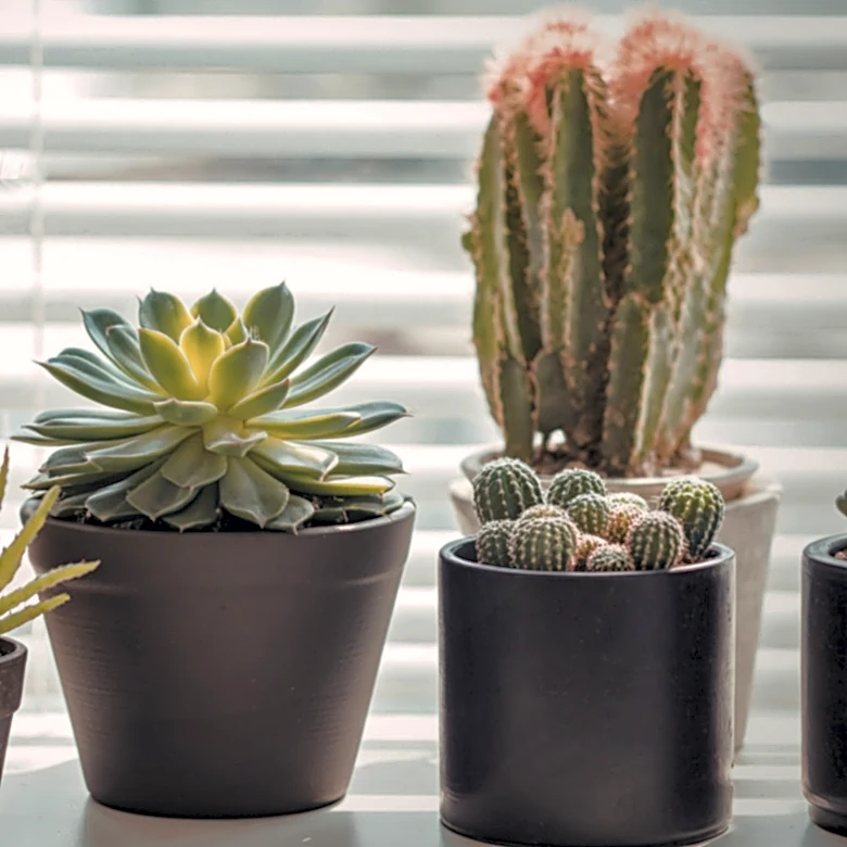 How Often Do I Need To Replace Soil For Succulents?